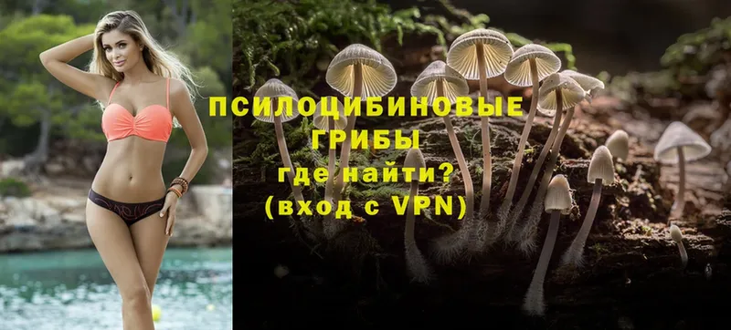 где купить   kraken ТОР  Псилоцибиновые грибы Magic Shrooms  Новотроицк 